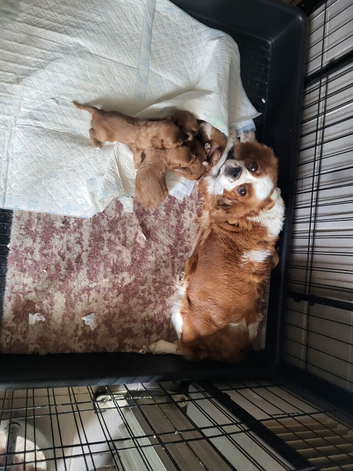 Cavapoo puppies for sale