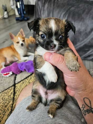 Beautiful chihuahua male pup.