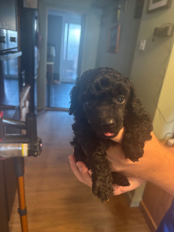 Female toy poodle