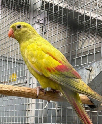 Proven/ breeding pair of rock pebblers