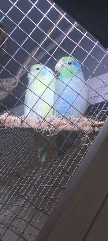 Parrotlet pair