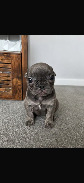 puppies