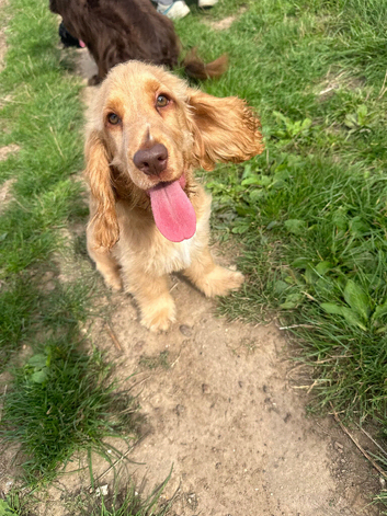 Show cocker spaniel