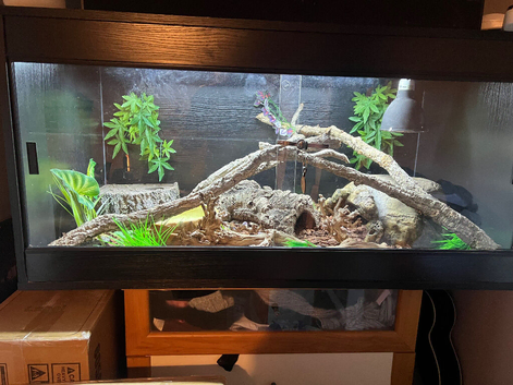 Male Russian Rat snake