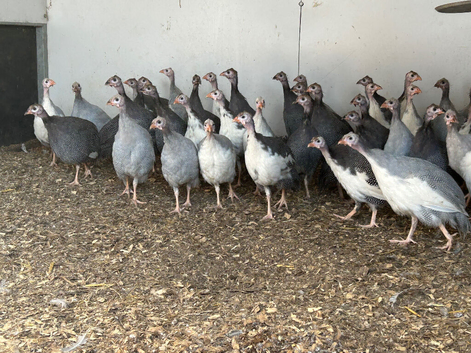 Guinea fowl keets