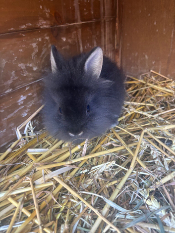 Lionheads