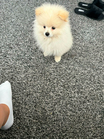 Cedi pomeranian
