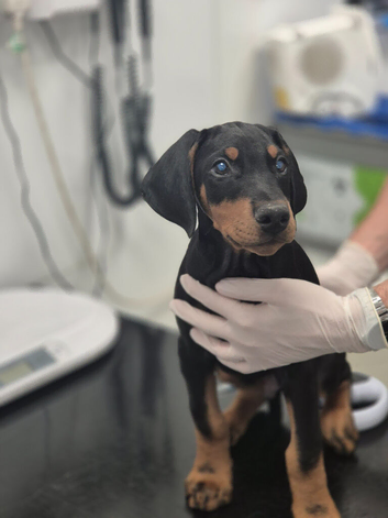 KC reg Dobermann puppy (READY)