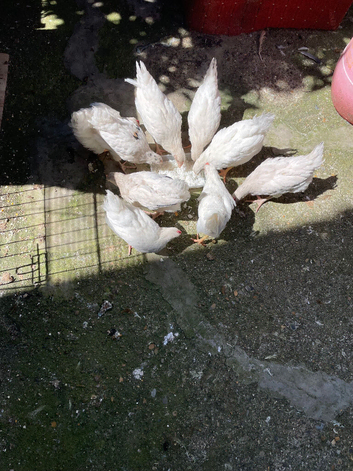 &pound;22 each chickens for sale