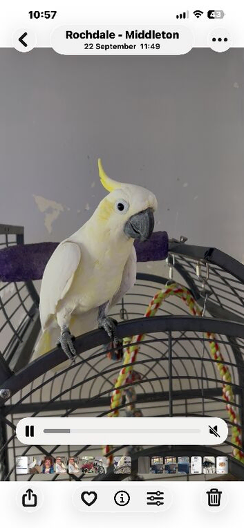Sulphur crested cockatoo very tame loves coming to you she's 29yrs young Talks wistles shouts barks in Manchester