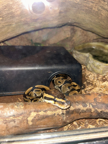 normal royal python
