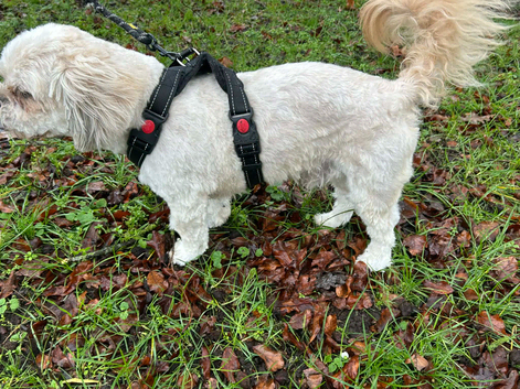 2 year old male for Stud