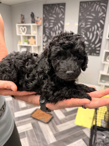 Cockapoo 2 girls left one all black one with white on chest