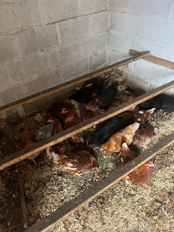 Pol lowman hens