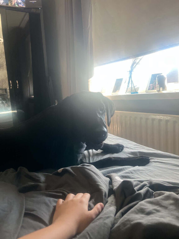 labrador puppy for sale