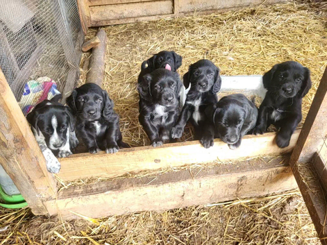 ***friendly cockerdor puppies***