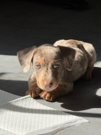 Beautiful miniature Dachshund