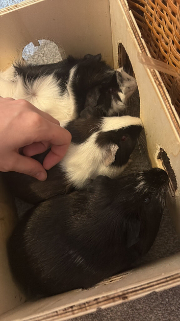trio male guinea pigs