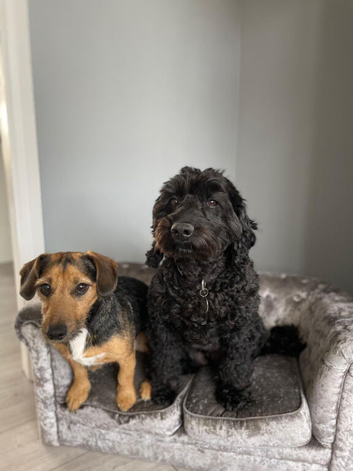 Cockapoo and jack Russell