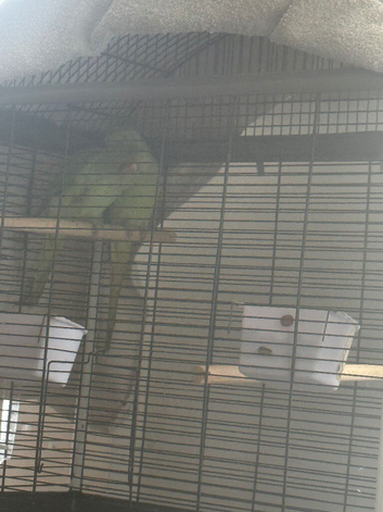 2 young ring necks and cage