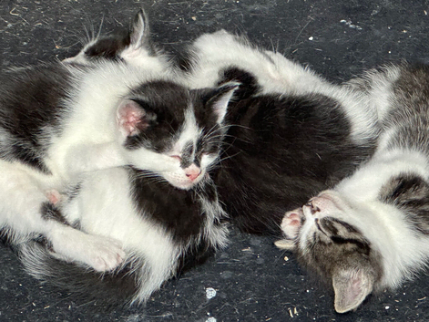 Three kittens, two female one male