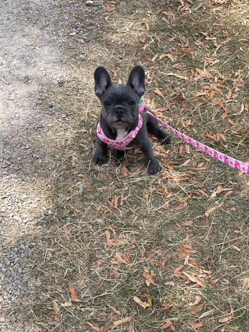 Blue French Bulldog puppy