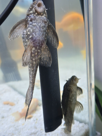 Tropical fish