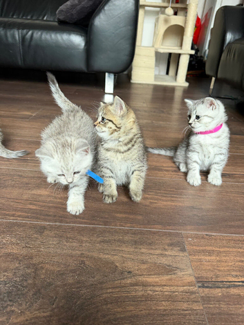 READY TO LEAVE: BSH &times; Siberian Kittens