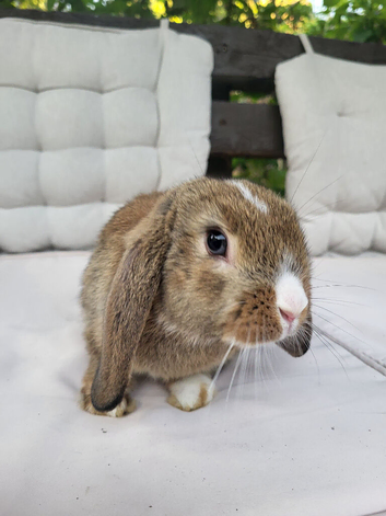 Beautiful Mini lop looking good a home