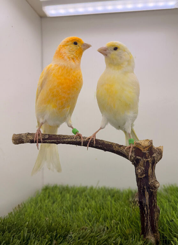 2 yellow dimorphic hens proven