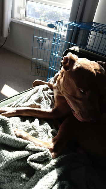 Ginger and white staffordshire bull terrier call tyson