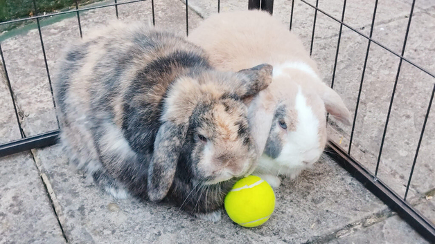 2 Rabbits looking for home Nottingham &pound;60 Each but both &pound;100