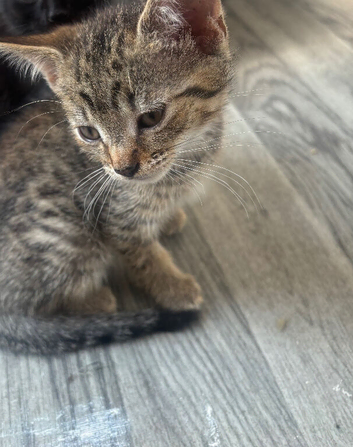 2 two kittens for sale ready to leave now