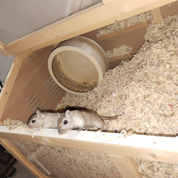 2 Female gerbils for sale