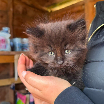 Kittens for sale