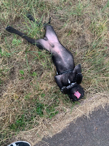 Little 4 month old puppy Roo