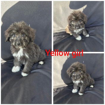 Aussiedoodles