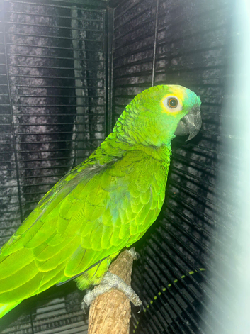 Baby Blue fronted Amazon