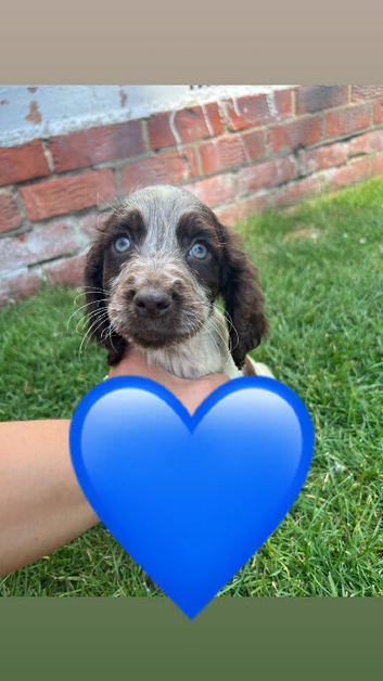 Beautiful cocker spaniel puppies. READY NOW!!