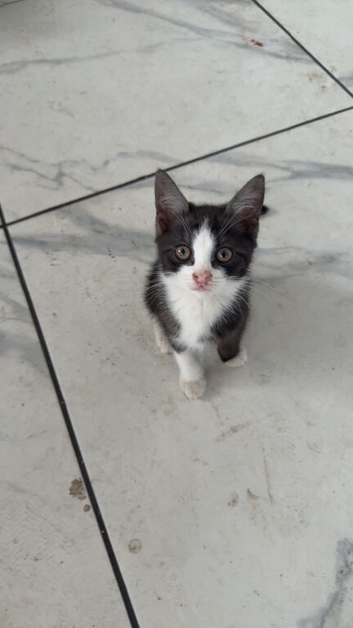 british shorthair cross domestic