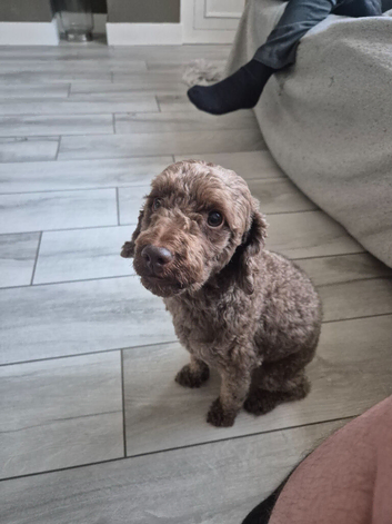 3 year old Cockapoo