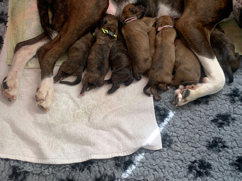 Pedigree puppies for sale