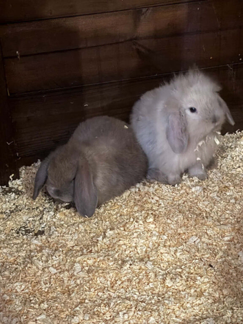 Lop lionheads females