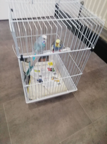 Male and female budgies