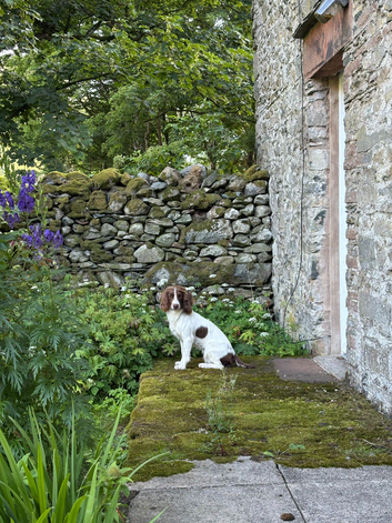 working springer spaniel puppies