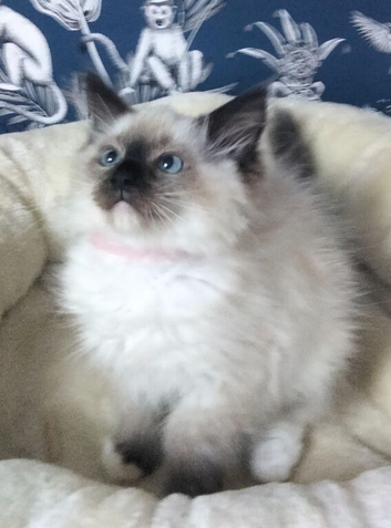 Ragdoll Kittens