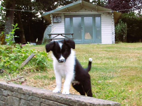 ****1 Stunning Male Border Collie Puppy****