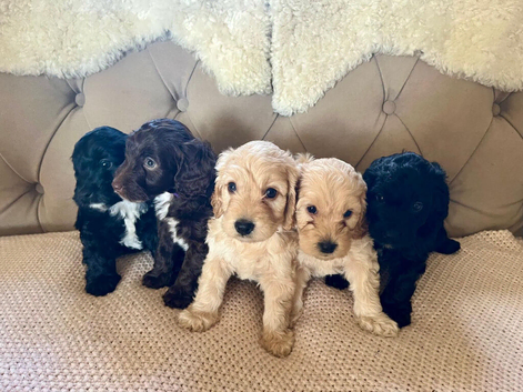 Lovely F1 (first gen) Cockapoos