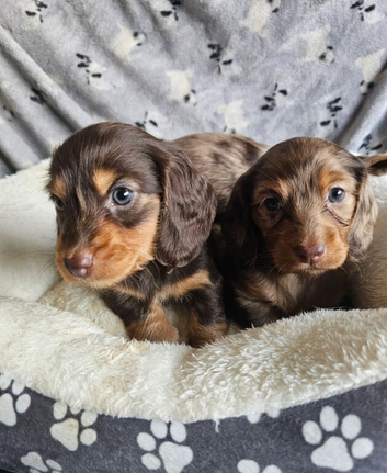 Beautiful Miniature dachshund puppies