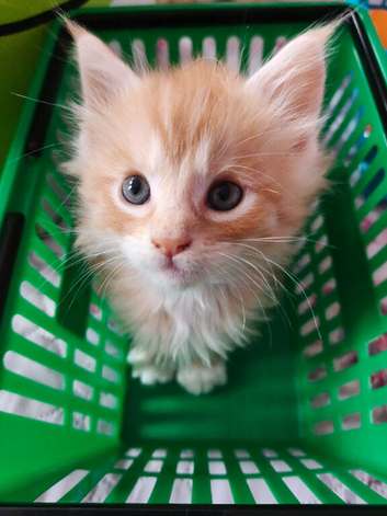 Kitties